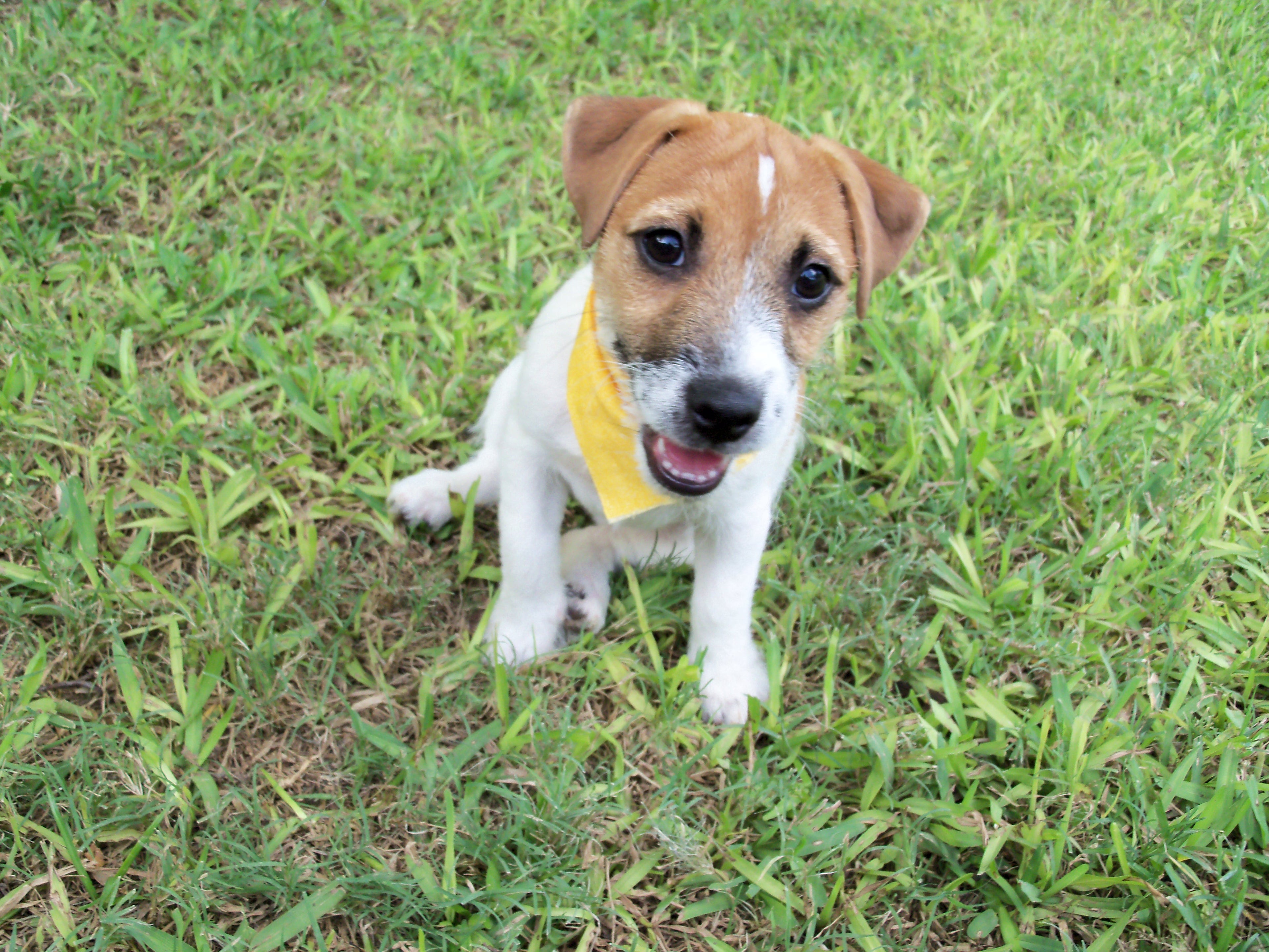 Annabelle playing in the yard with a rope toy