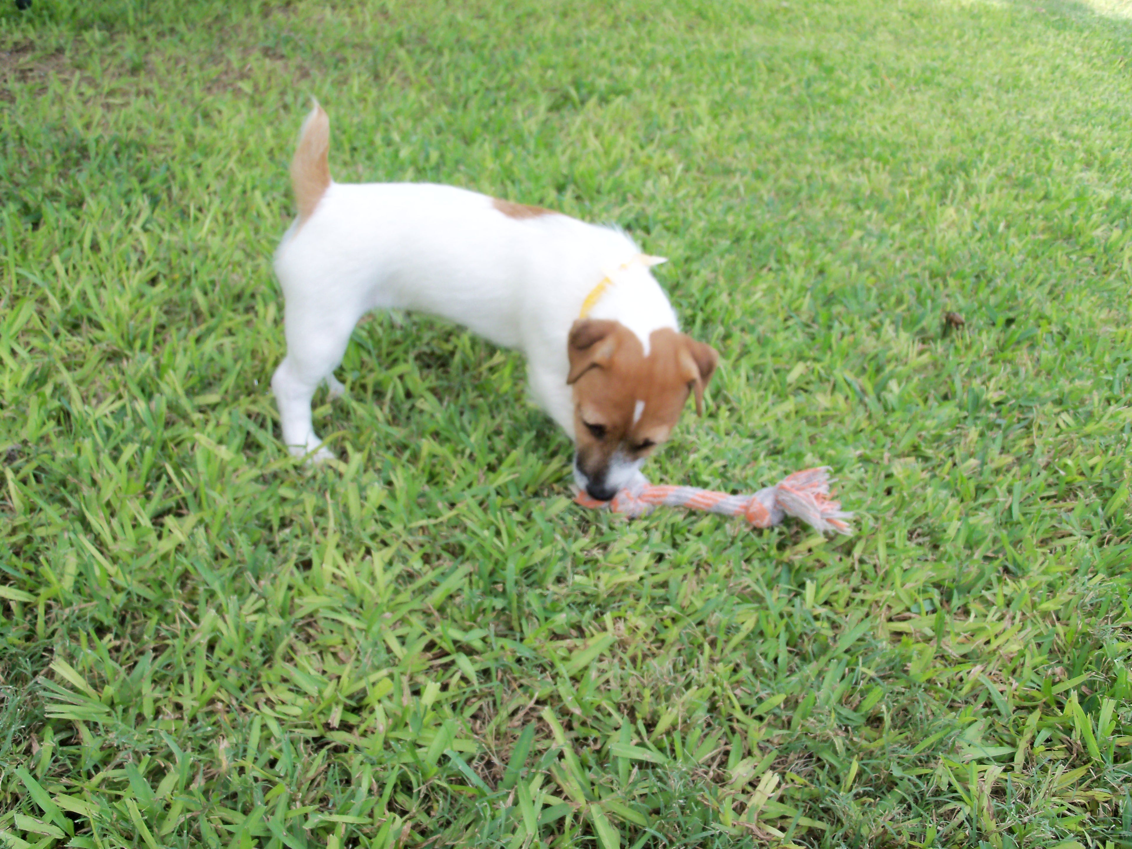 Annabelle sniffing the grass