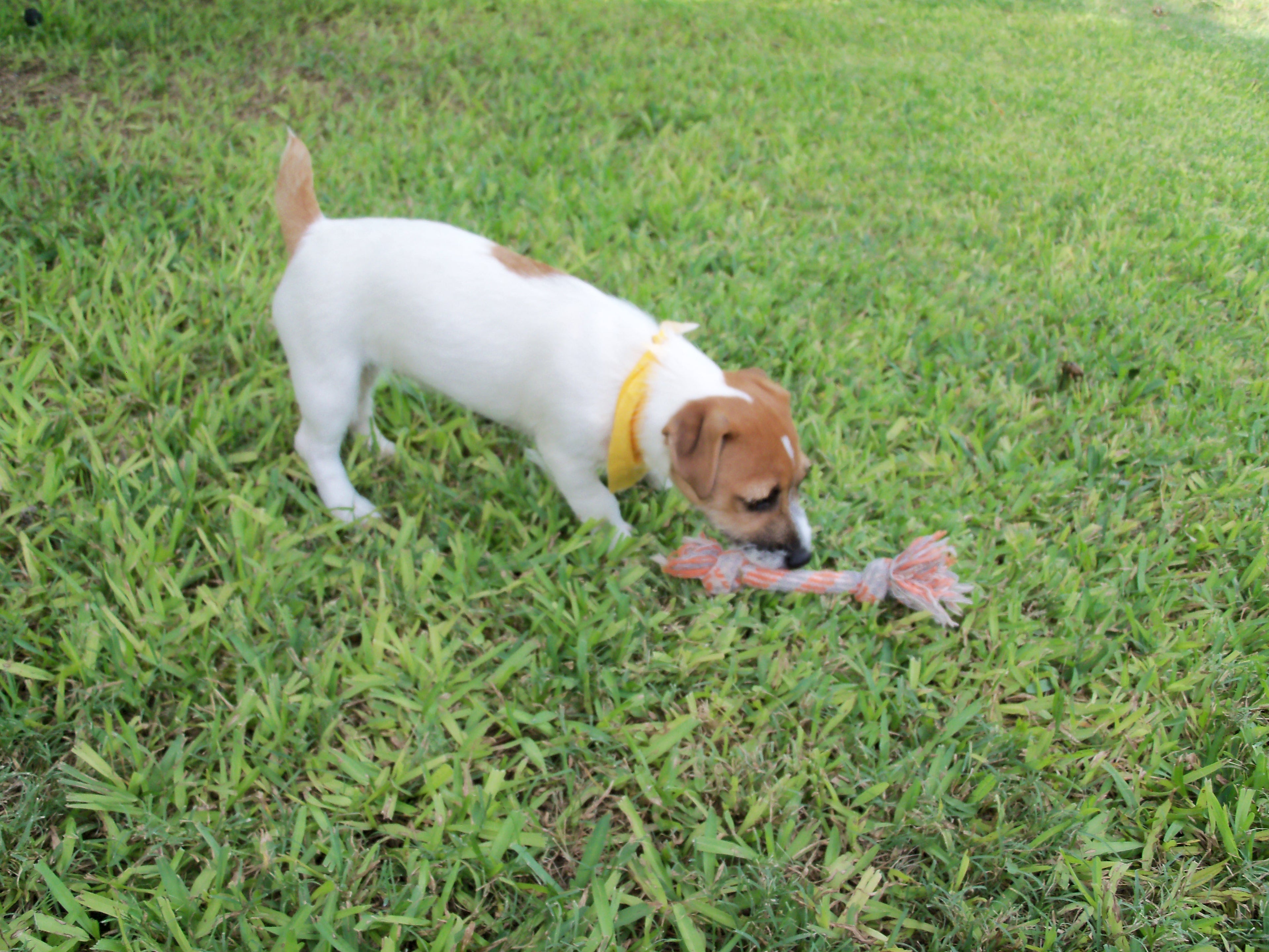 Annabelle exploring the grass