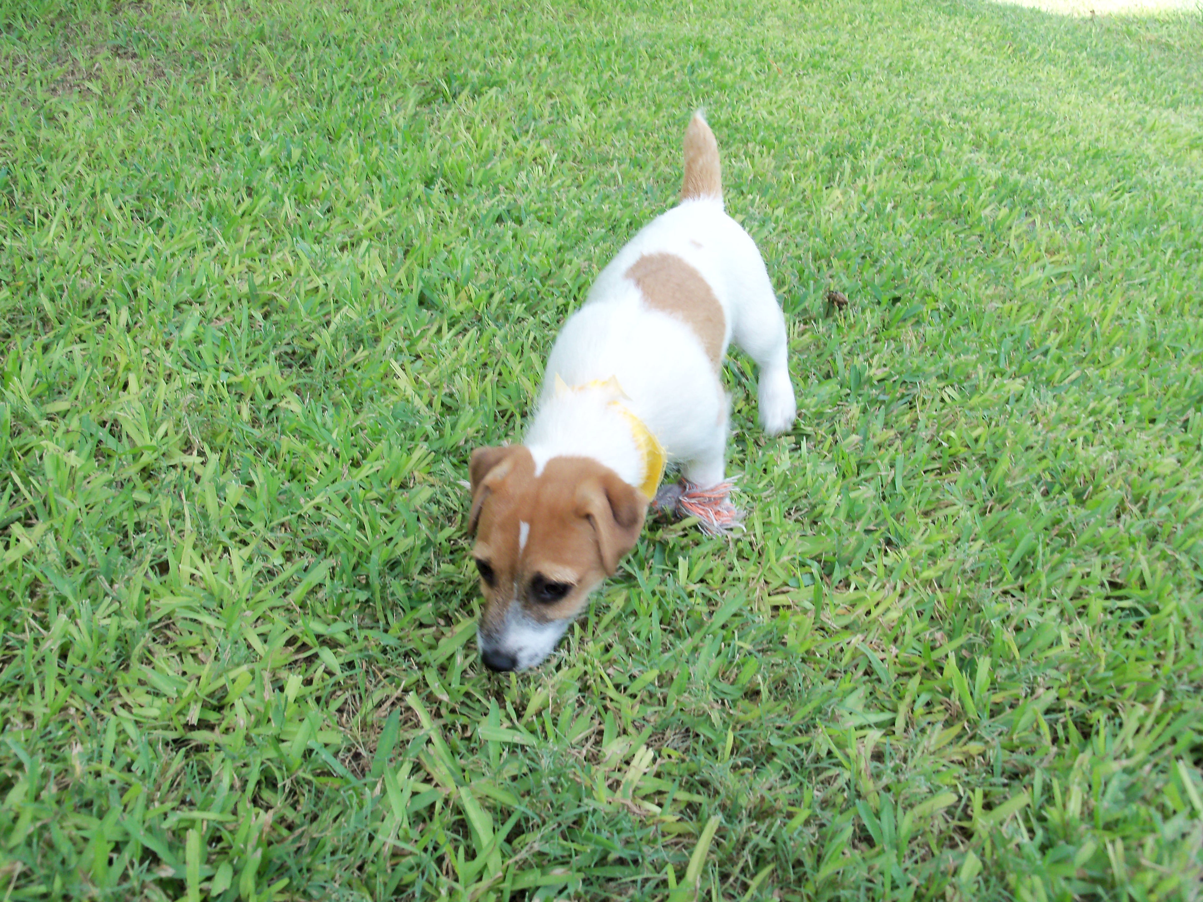 Annabelle playing with a rope toy