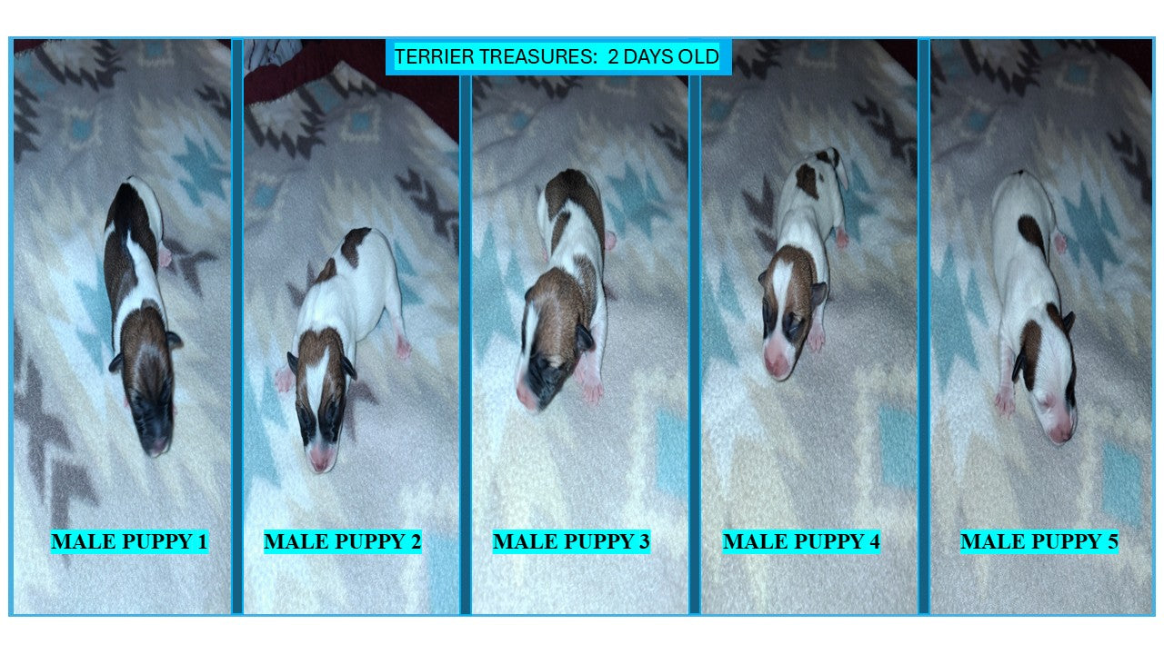 5 Male Puppies — Terrier Treasures, 2 Days Old