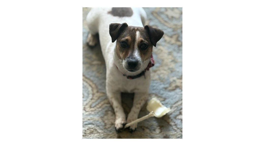 Adorable Jack Russell Terrier Puppies
