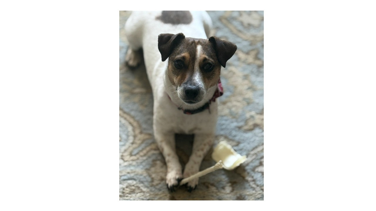 Adorable Jack Russell Terrier Puppies