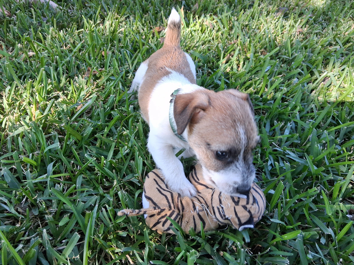 Whitaker's Hank (Male)