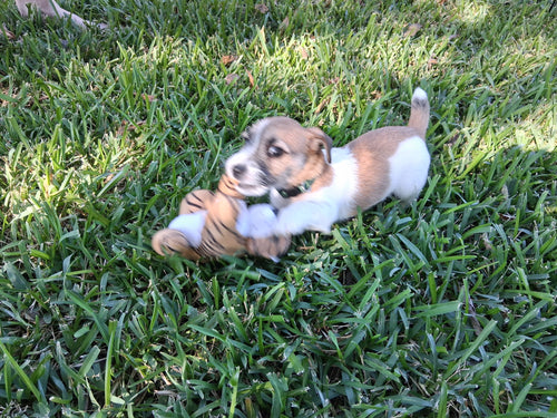 Whitaker's Hank (Male)