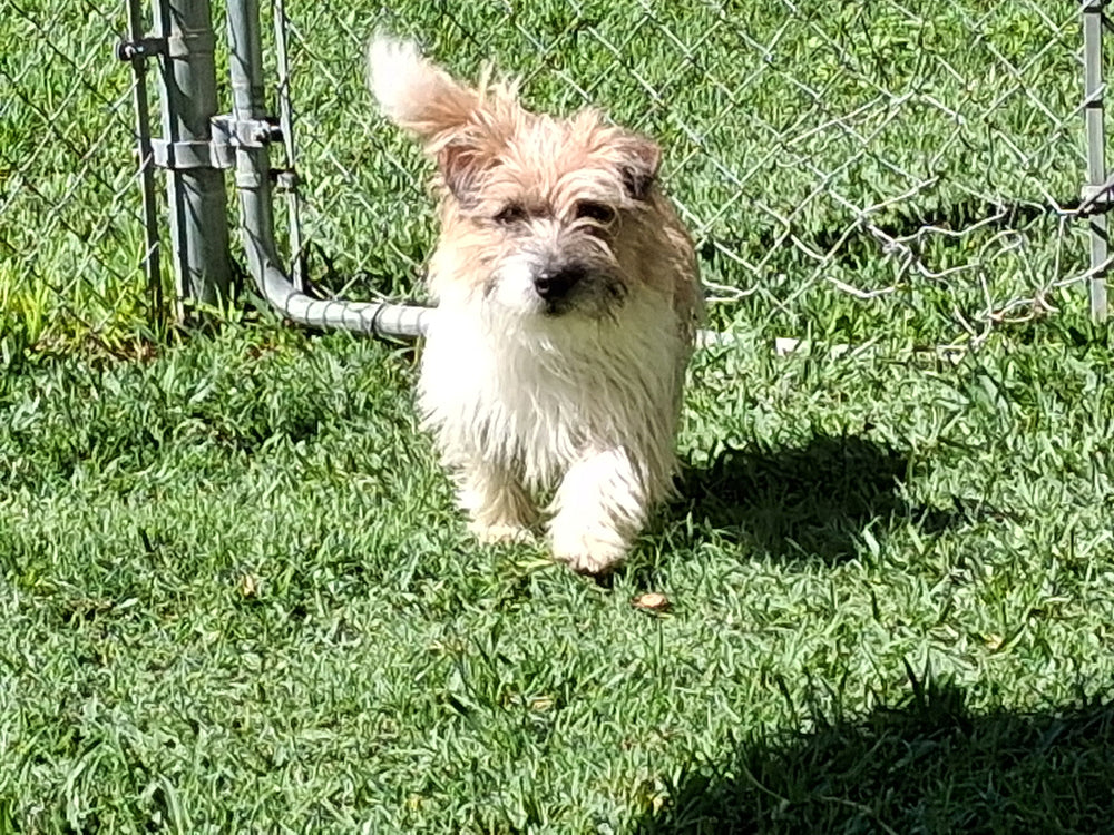 Ankenbauer's Ricky Ricardo (Sire)
